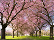 Kirschblüte