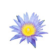 The blooming blue lotus on white background