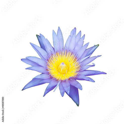 Photo: The blooming blue lotus on white background The blooming blue lotus on white background