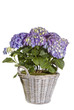 Hortensie (Hydrangea) im Korb