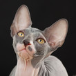 Sphynx kitten
