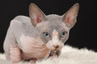 Sphynx kitten