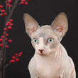 Sphynx kitten