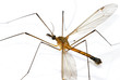 Giant mosquito