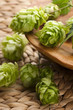 Hop cone and leaves