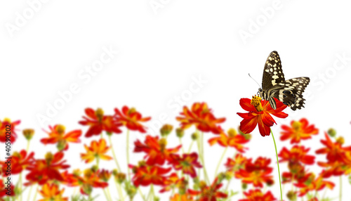 Foto: Magnifique papillon sur une fleur Magnifique papillon sur une fleur