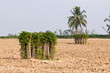Bunches of breeding sapling of cassava