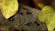Video: Colony of Crematogaster Scutellaris Ants Colony of Crematogaster Scutellaris Ants
