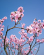 rosa Blüten