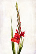 Watercolor red gladiolus Watercolor red gladiolus