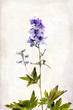 Watercolored delphinium Watercolored delphinium