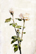 Watercolored rose Watercolored rose