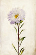Watercolor lilac aster Watercolor lilac aster