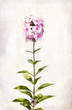 Watercolor pink phlox Watercolor pink phlox
