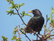 Common Starling, Sturnus vulgaris