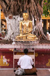 Prière à Bouddha - shwedagon - Rangoon - Birmanie