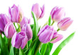 Bouquet of the fresh tulips on white background Bouquet of the fresh tulips on white background