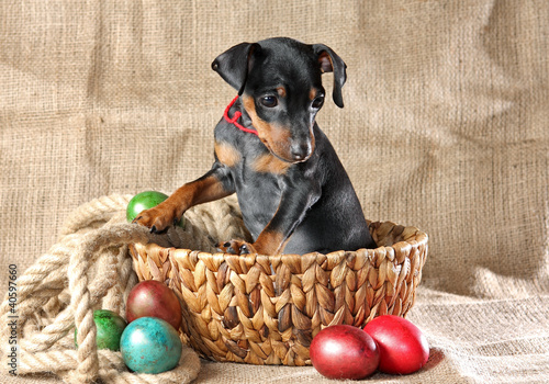 Photo: Miniature Pinscher Puppy Miniature Pinscher Puppy