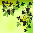 Bunch of grapes, plant background
