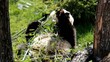 Un panda en train de se nourrir de bambou