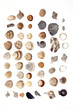 sea shells of different size and shape