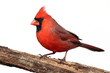 Isolated Cardinal On A Stump Isolated Cardinal On A Stump