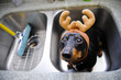 Dachshund dog with reindeer ears getting a bath