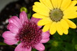 Foto: Pink and Gold Colored African Daisies Pink and Gold Colored African Daisies