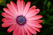 Foto: Colorful African Daisy Colorful African Daisy