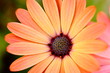 Foto: Peach Colored African Daisy Macro Peach Colored African Daisy Macro