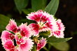 Foto: Dianthus Flowers Close-Up Dianthus Flowers Close-Up