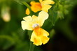 Foto: Yellow Nemesia Flower Macro Yellow Nemesia Flower Macro