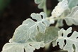 Foto: Dusty Miller Plant Macro Dusty Miller Plant Macro