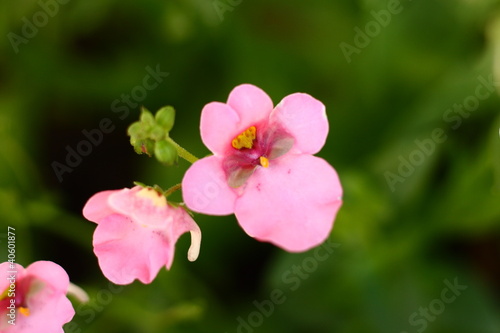 Foto: Pink Diascia Flower Macro Pink Diascia Flower Macro