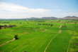Green field, Asia paddy field