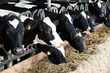 Dairy cows in a farm.