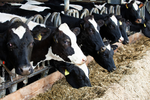 Photo: Dairy cows in a farm. Dairy cows in a farm.