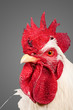 An adult rooster