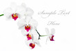 Beautiful White Orchid Beautiful White Orchid