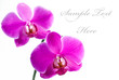 Beautiful Pink Orchid Beautiful Pink Orchid