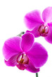 Beautiful Pink Orchid