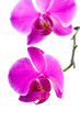 Beautiful Pink Orchid Beautiful Pink Orchid