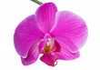 Beautiful Pink Orchid Beautiful Pink Orchid