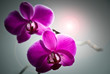 Beautiful Pink Orchid on a grey background Beautiful Pink Orchid on a grey background
