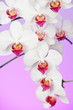 Beautiful White Orchid Beautiful White Orchid