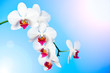 Beautiful White Orchid Beautiful White Orchid