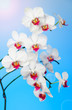 Beautiful White Orchid Beautiful White Orchid