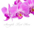 Beautiful Pink Orchid Beautiful Pink Orchid