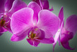 Beautiful Pink Orchid on a grey background Beautiful Pink Orchid on a grey background