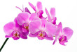 Beautiful Pink Orchid Beautiful Pink Orchid
